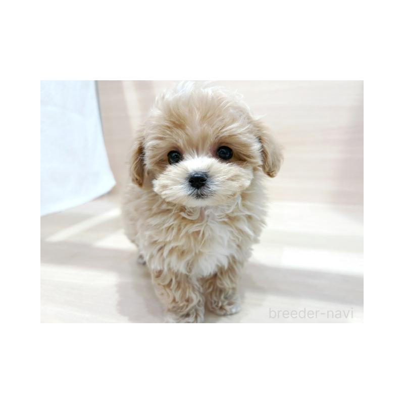 販売中の東京都のマルプー:マルチーズ×トイプードル-431387の4枚目