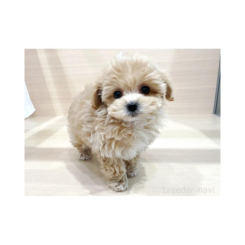 販売中の東京都のマルプー:マルチーズ×トイプードル-431387の3枚目