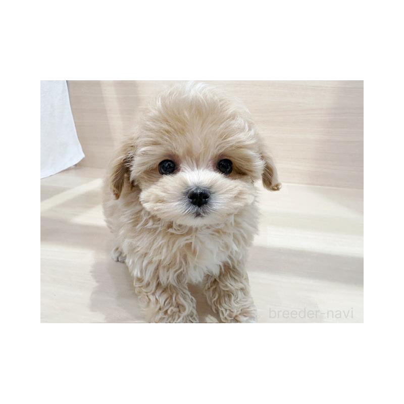 販売中の東京都のマルプー:マルチーズ×トイプードル-431387の2枚目