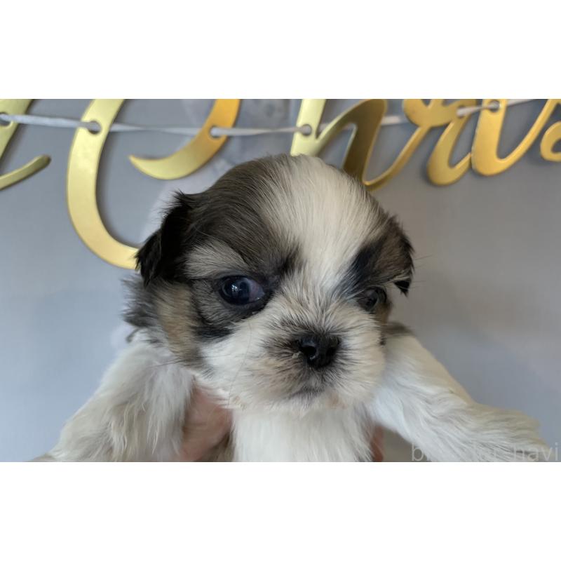 販売中の北海道のシーズー-431388の6枚目