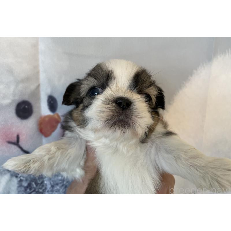 販売中の北海道のシーズー-431388の5枚目