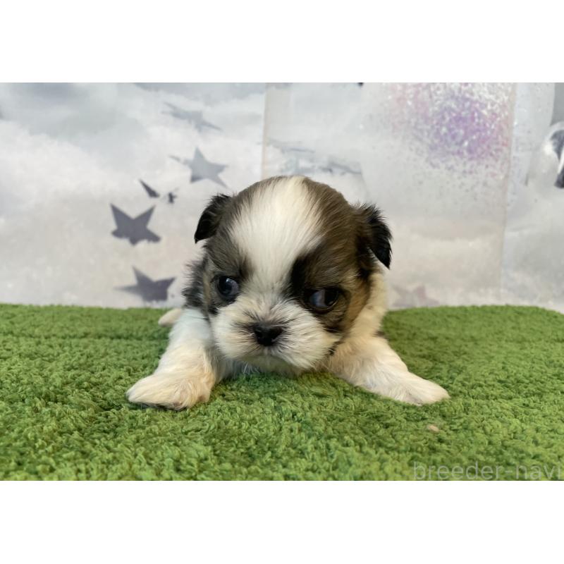 販売中の北海道のシーズー-431388の4枚目