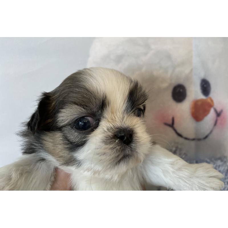 販売中の北海道のシーズー-431388の3枚目