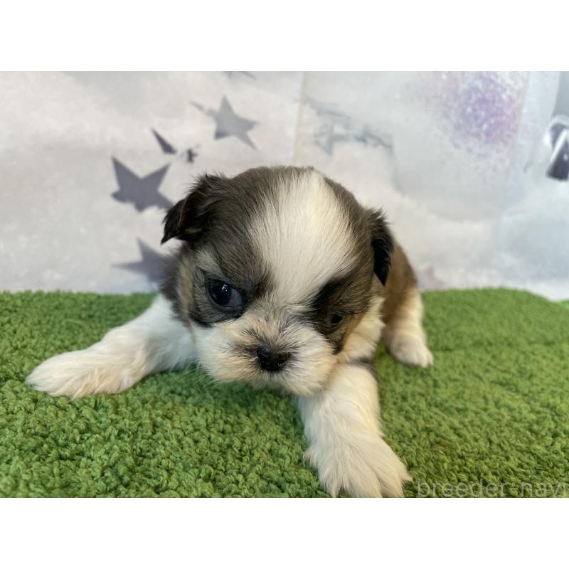 販売中の北海道のシーズー-431388の2枚目