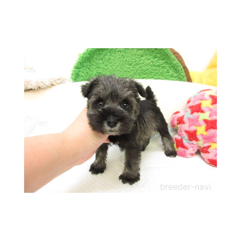 販売中の大阪府のミニチュアシュナウザー-431390の2枚目