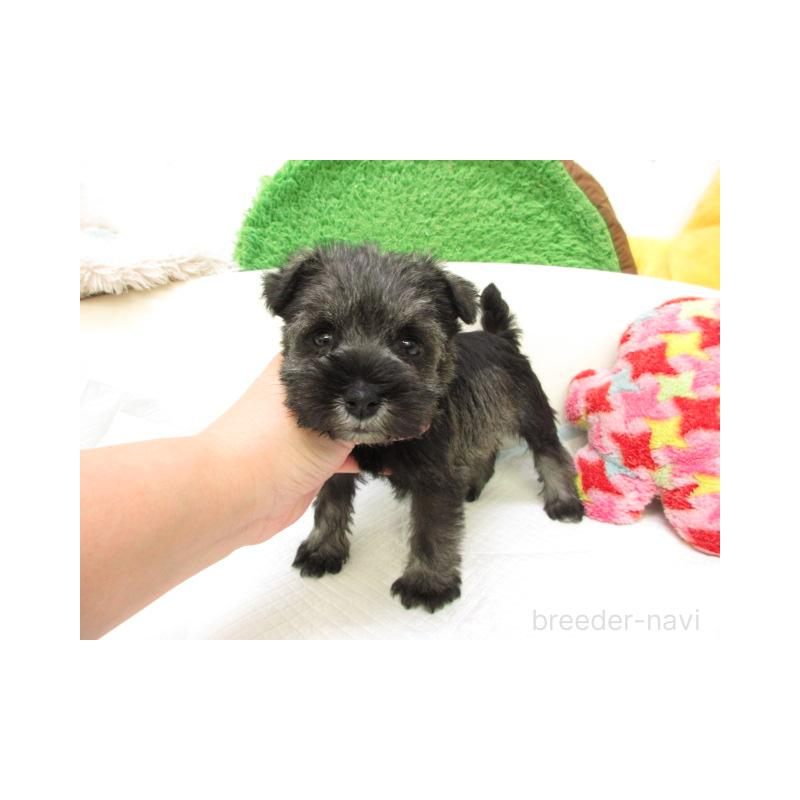 販売中の大阪府のミニチュアシュナウザー-431390の1枚目