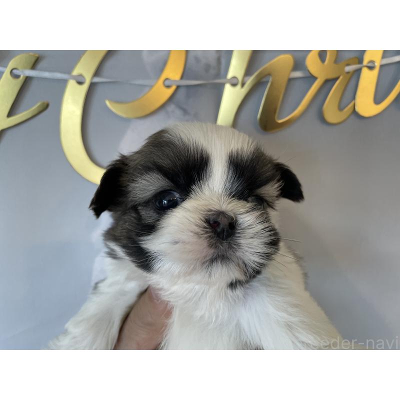 販売中の北海道のシーズー-431391の6枚目