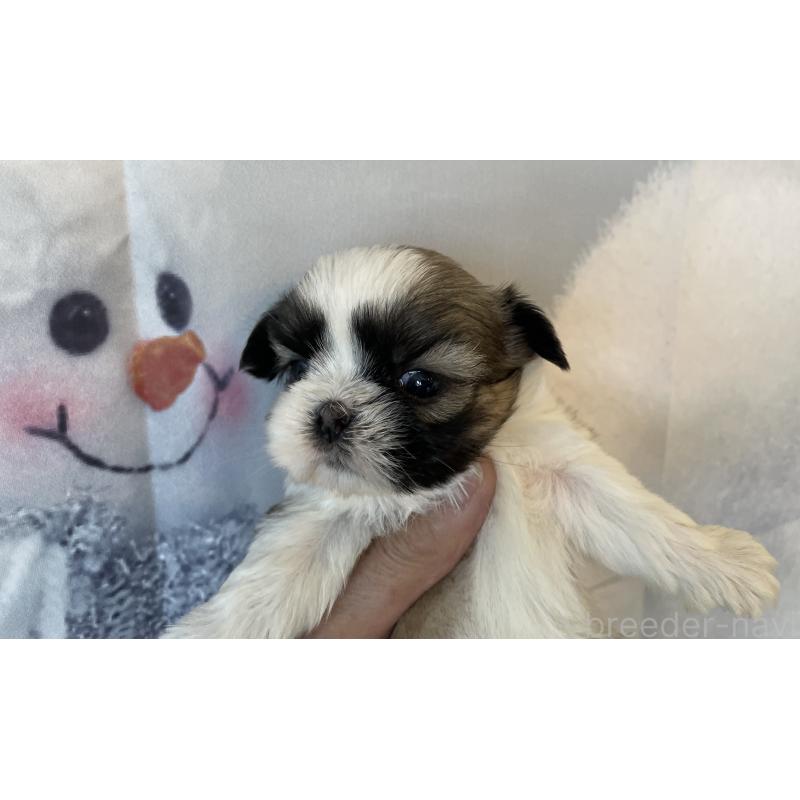 販売中の北海道のシーズー-431391の5枚目