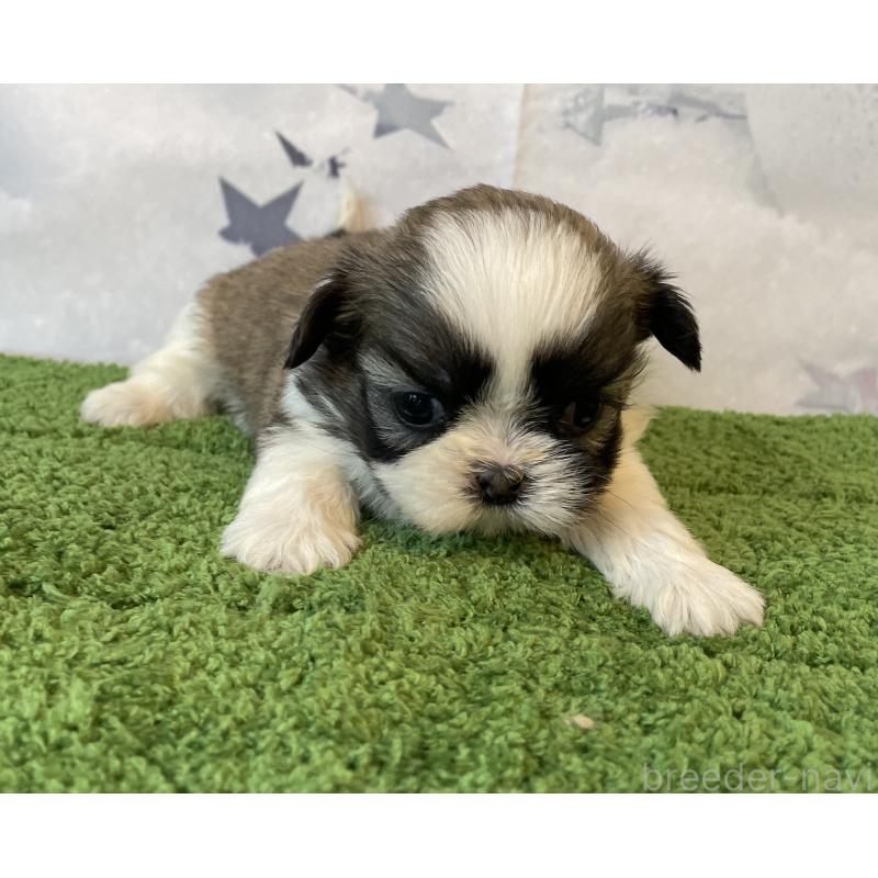 販売中の北海道のシーズー-431391の4枚目