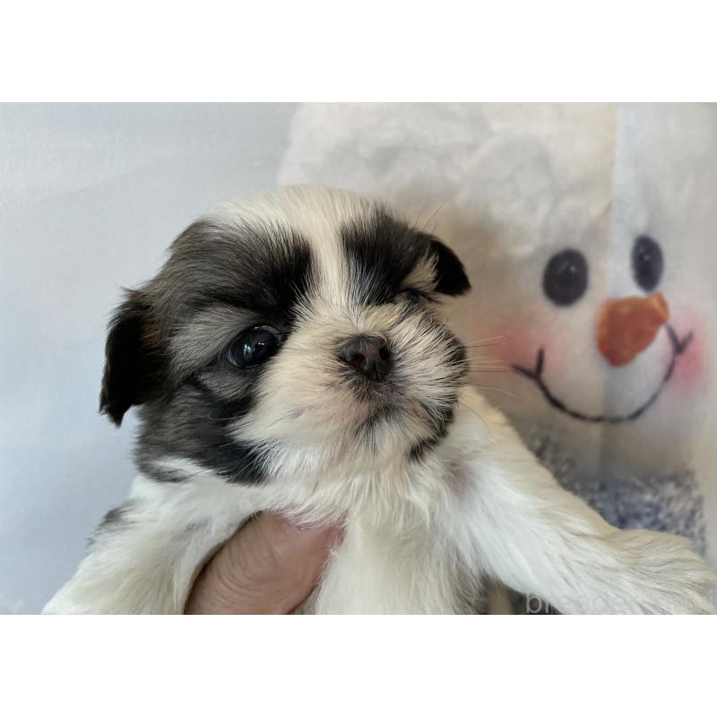 販売中の北海道のシーズー-431391の3枚目