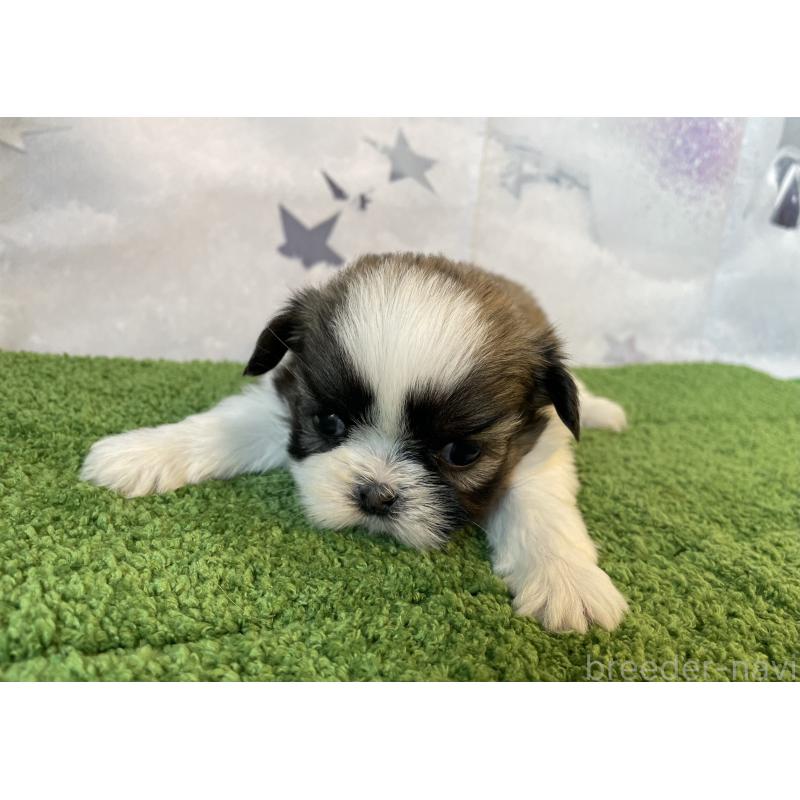 販売中の北海道のシーズー-431391の2枚目