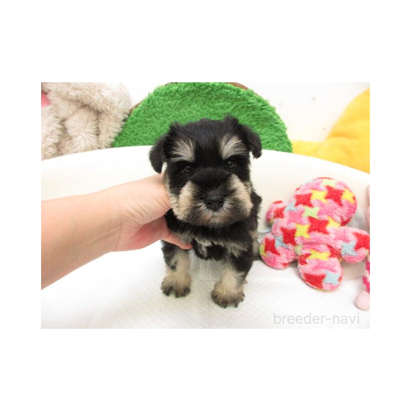 販売中の大阪府のミニチュアシュナウザー-431392