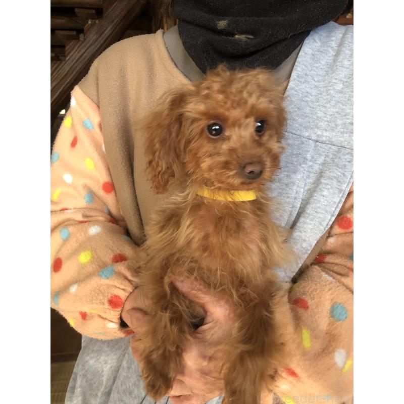 販売中の兵庫県のトイプードル-413442の8枚目