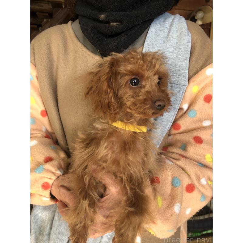 販売中の兵庫県のトイプードル-413442の7枚目