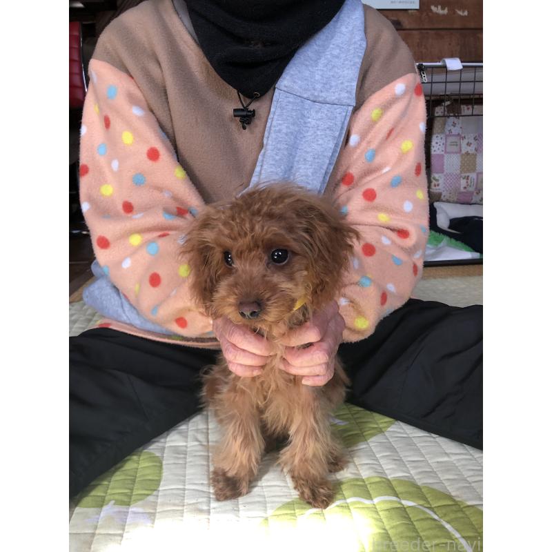 販売中の兵庫県のトイプードル-413442の6枚目