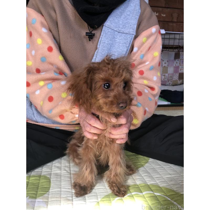 販売中の兵庫県のトイプードル-413442の5枚目