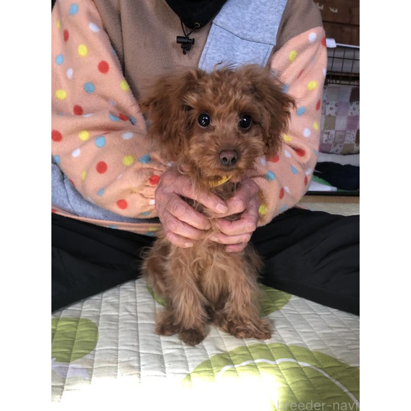 販売中の兵庫県のトイプードル-413442の4枚目