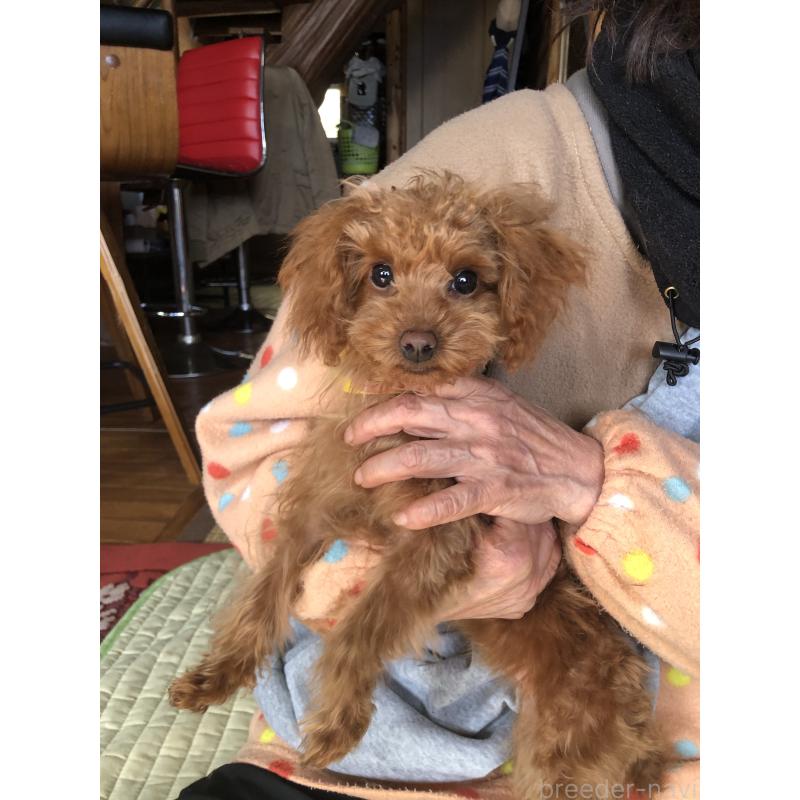 販売中の兵庫県のトイプードル-413442の3枚目
