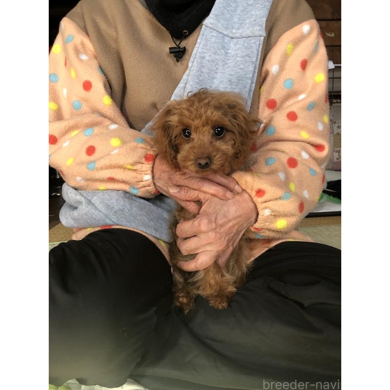 販売中の兵庫県のトイプードル-413442の2枚目