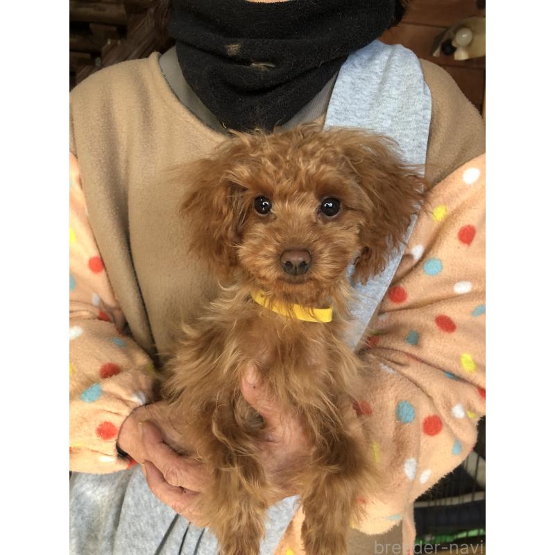 販売中の兵庫県のトイプードル-413442