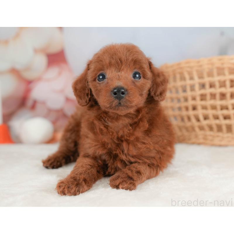 販売中の栃木県のトイプードル-431501