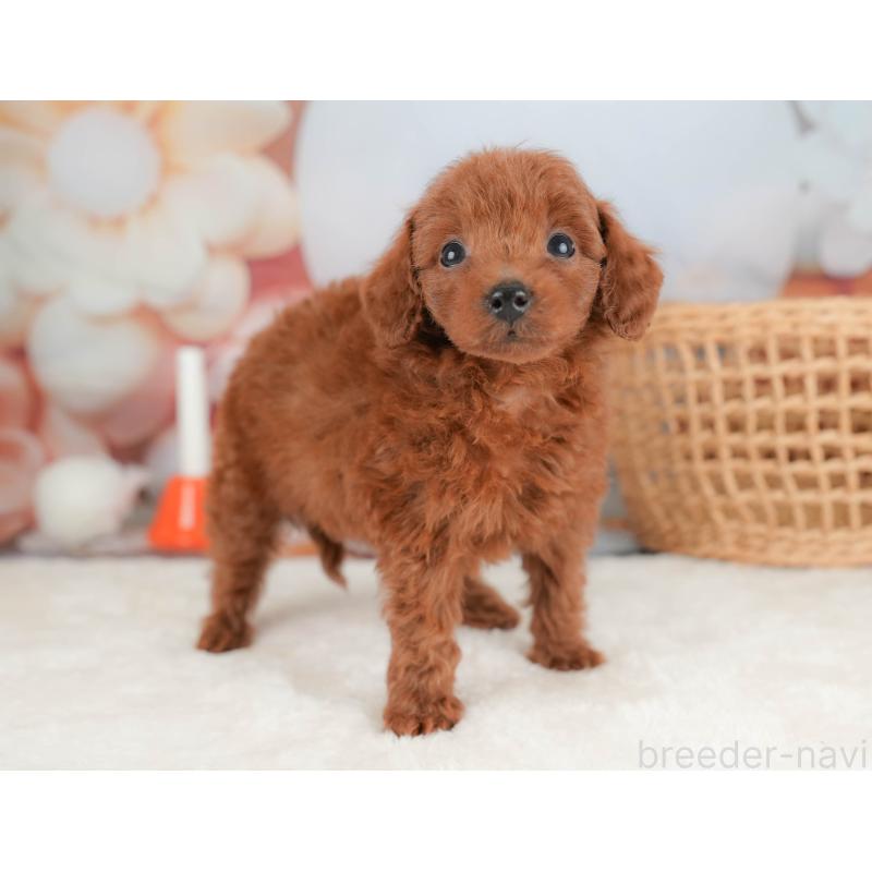 販売中の栃木県のトイプードル-431501の11枚目