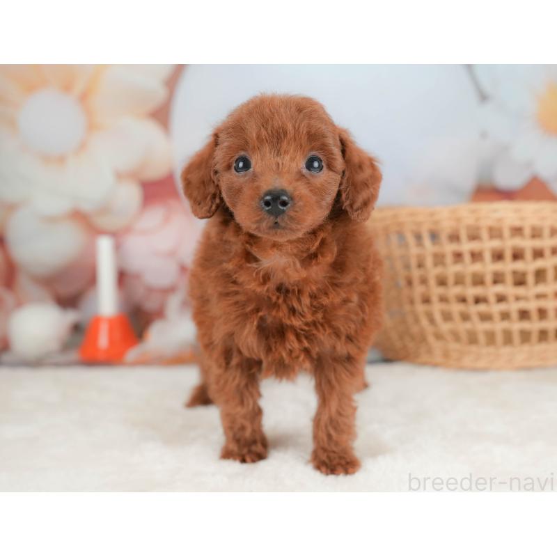 販売中の栃木県のトイプードル-431501の10枚目