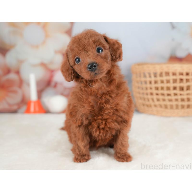 販売中の栃木県のトイプードル-431501の9枚目