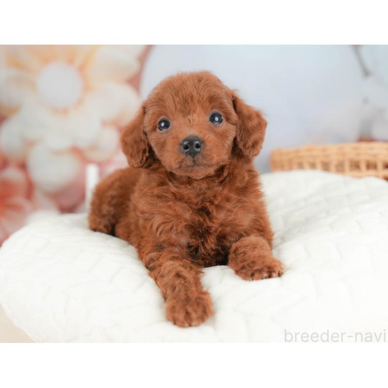 販売中の栃木県のトイプードル-431501の8枚目