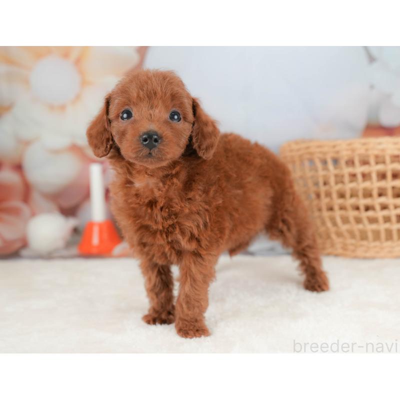 販売中の栃木県のトイプードル-431501の7枚目