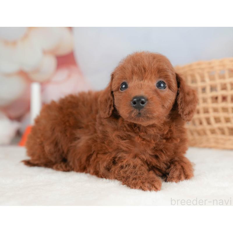 販売中の栃木県のトイプードル-431501の6枚目