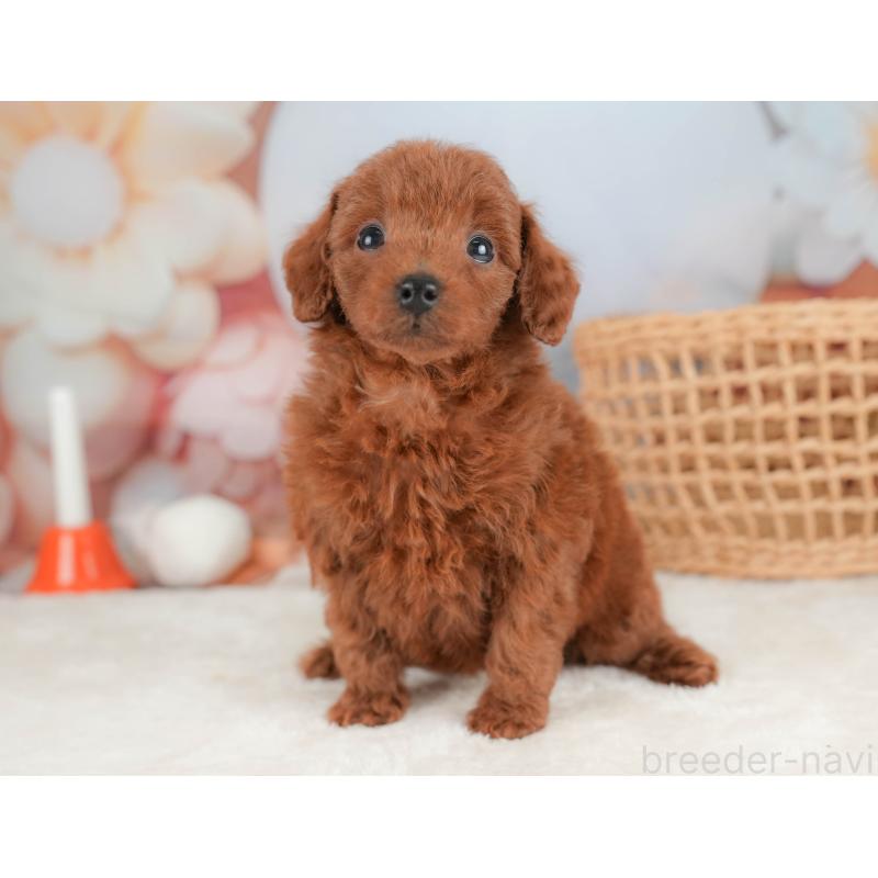 販売中の栃木県のトイプードル-431501の5枚目