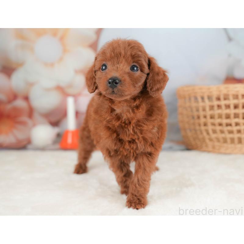 販売中の栃木県のトイプードル-431501の4枚目