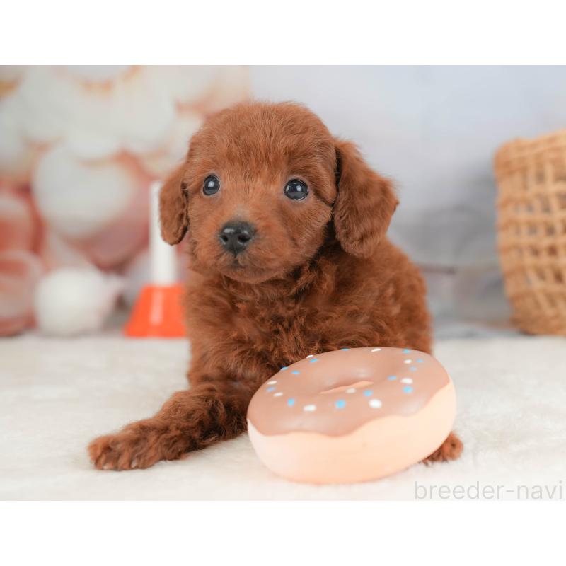 販売中の栃木県のトイプードル-431501の3枚目