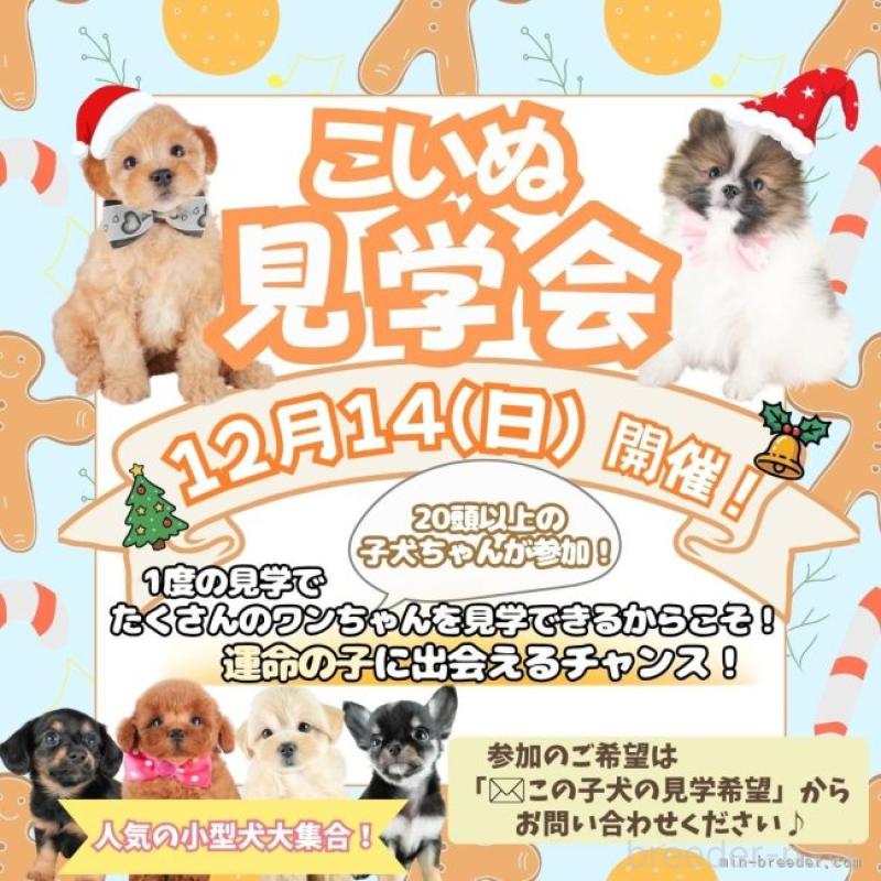 販売中の栃木県のトイプードル-431500の18枚目