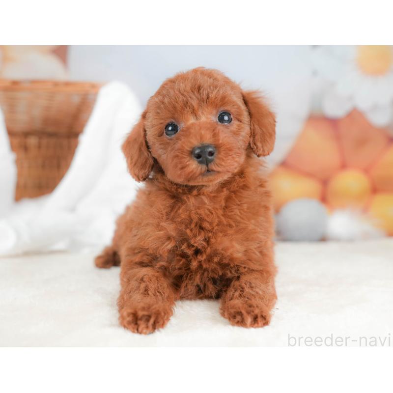 販売中の栃木県のトイプードル-431500