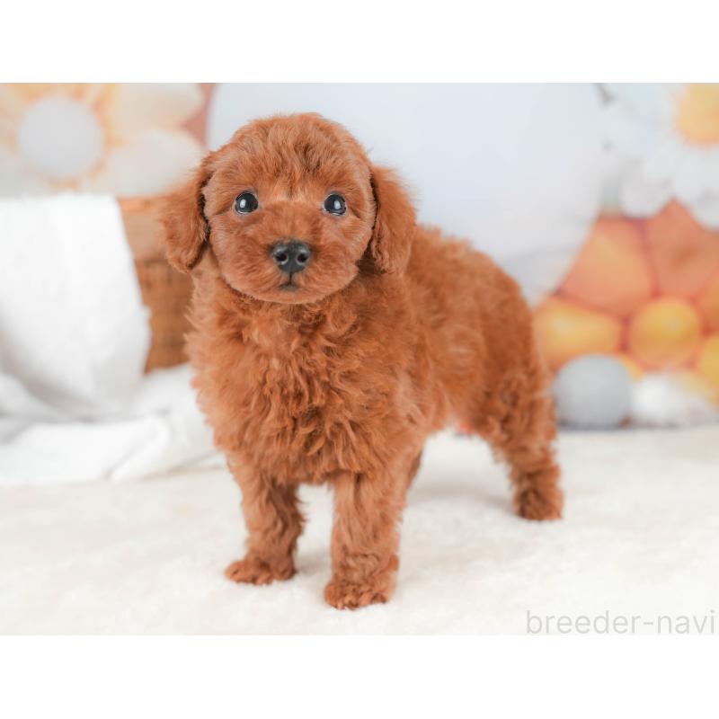 販売中の栃木県のトイプードル-431500の11枚目