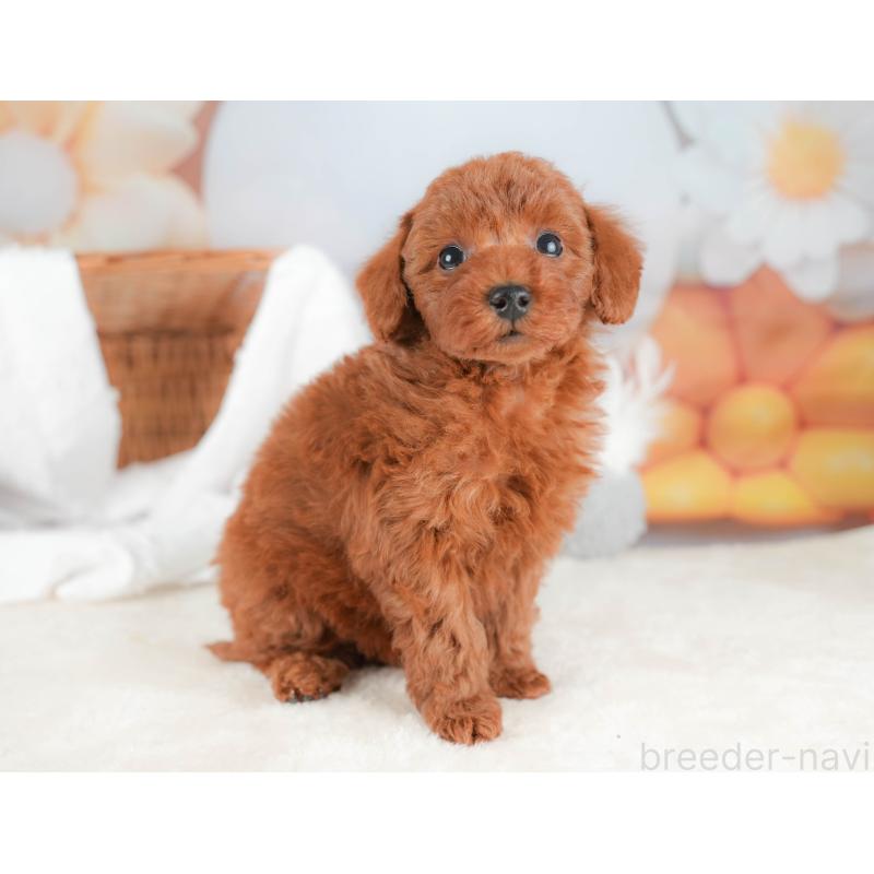 販売中の栃木県のトイプードル-431500の10枚目