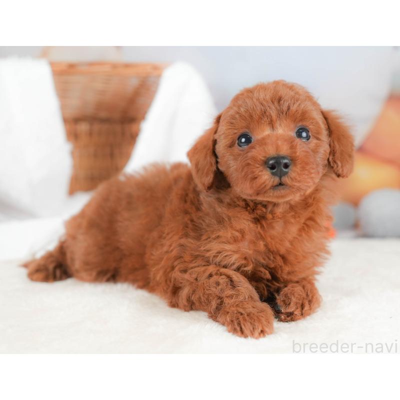 販売中の栃木県のトイプードル-431500の9枚目