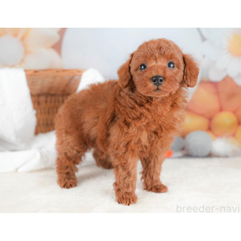 販売中の栃木県のトイプードル-431500の7枚目