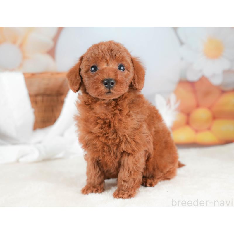 販売中の栃木県のトイプードル-431500の6枚目