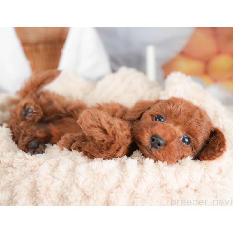 販売中の栃木県のトイプードル-431500の5枚目