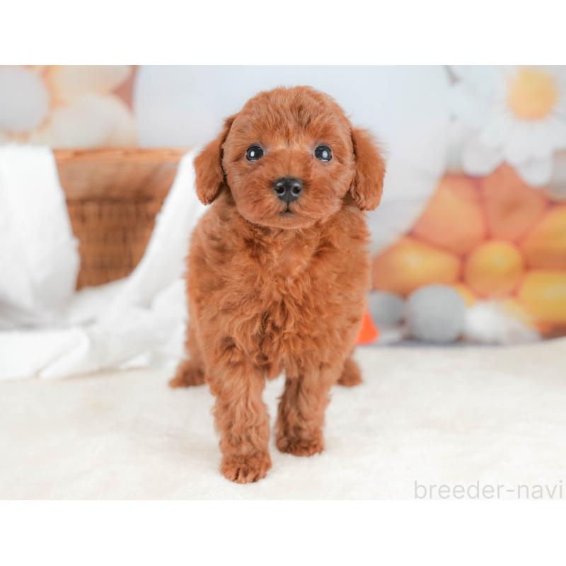 販売中の栃木県のトイプードル-431500の4枚目