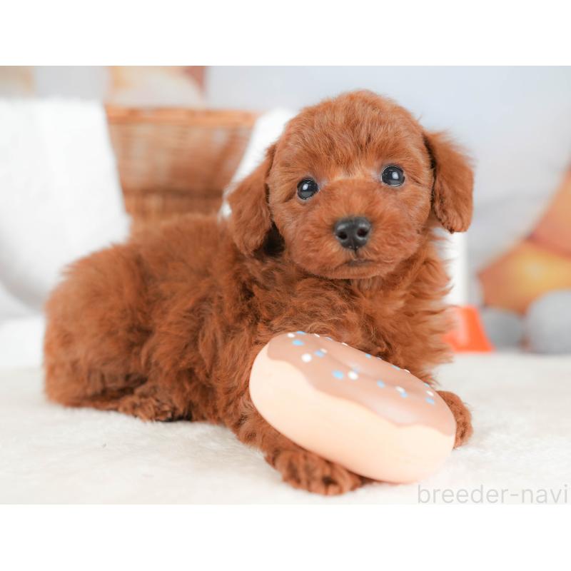 販売中の栃木県のトイプードル-431500の3枚目