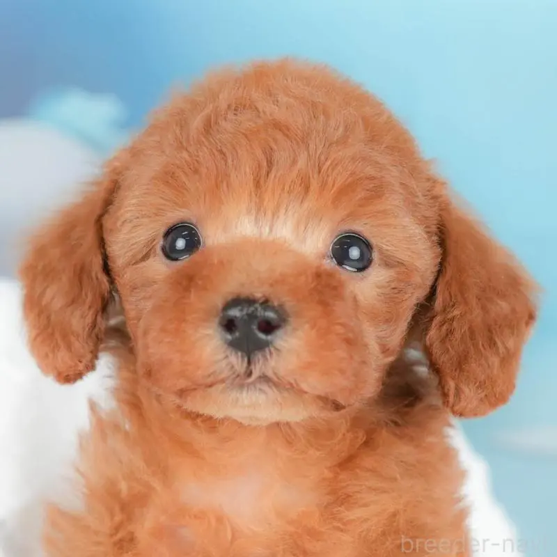 販売中の栃木県のトイプードル-431499