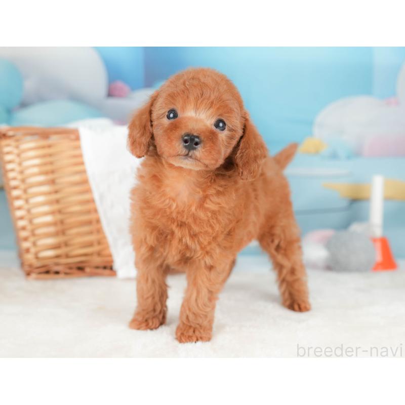 販売中の栃木県のトイプードル-431499の11枚目