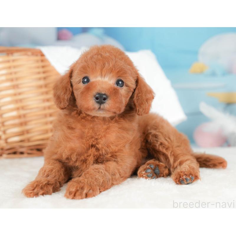 販売中の栃木県のトイプードル-431499の10枚目