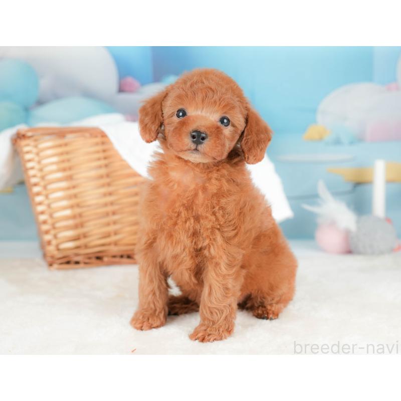 販売中の栃木県のトイプードル-431499の9枚目