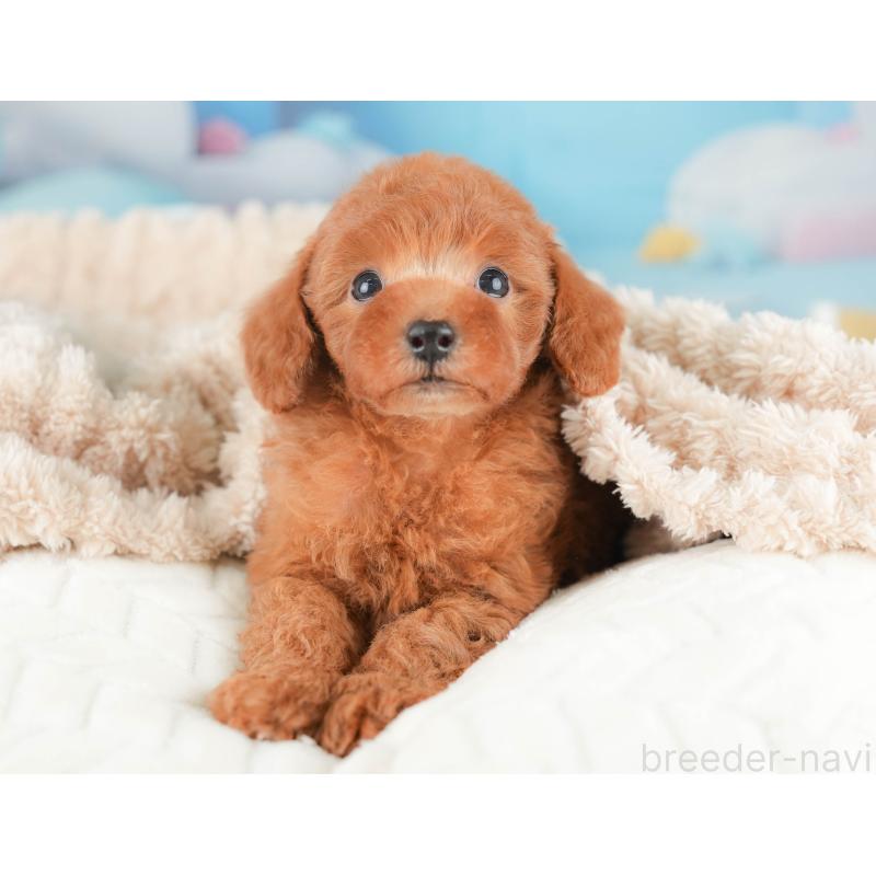 販売中の栃木県のトイプードル-431499の8枚目