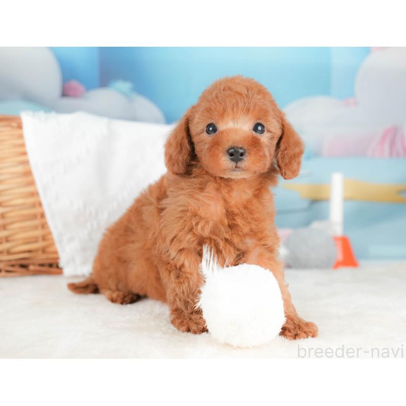 販売中の栃木県のトイプードル-431499の7枚目